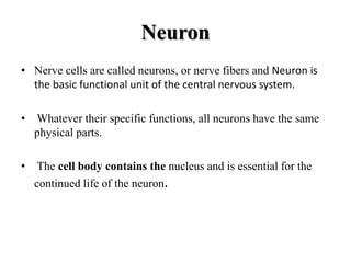 Neuron
• Nerve cells are called neurons, or nerve fibers and Neuron is
the basic functional unit of the central nervous system.
• Whatever their specific functions, all neurons have the same
physical parts.
• The cell body contains the nucleus and is essential for the
continued life of the neuron.
 