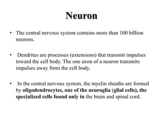 Neuron
• The central nervous system contains more than 100 billion
neurons.
• Dendrites are processes (extensions) that transmit impulses
toward the cell body. The one axon of a neuron transmits
impulses away from the cell body.
• In the central nervous system, the myelin sheaths are formed
by oligodendrocytes, one of the neuroglia (glial cells), the
specialized cells found only in the brain and spinal cord.
 