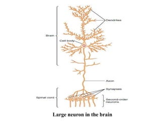 Large neuron in the brain
 