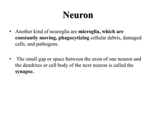 Neuron
• Another kind of neuroglia are microglia, which are
constantly moving, phagocytizing cellular debris, damaged
cells, and pathogens.
• The small gap or space between the axon of one neuron and
the dendrites or cell body of the next neuron is called the
synapse.
 