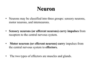 Neuron
• Neurons may be classified into three groups: sensory neurons,
motor neurons, and interneurons.
• Sensory neurons (or afferent neurons) carry impulses from
receptors to the central nervous system.
• Motor neurons (or efferent neurons) carry impulses from
the central nervous system to effectors.
• The two types of effectors are muscles and glands.
 