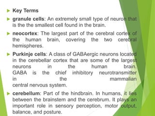  Key Terms
 granule cells: An extremely small type of neuron that
is the the smallest cell found in the brain.
 neocortex: The largest part of the cerebral cortex of
the human brain, covering the two cerebral
hemispheres.
 Purkinje cells: A class of GABAergic neurons located
in the cerebellar cortex that are some of the largest
neurons in the human brain.
GABA is the chief inhibitory neurotransmitter
in the mammalian
central nervous system.
 cerebellum: Part of the hindbrain. In humans, it lies
between the brainstem and the cerebrum. It plays an
important role in sensory perception, motor output,
balance, and posture.
 