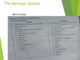 The Nervous System
Topics to Study…
 