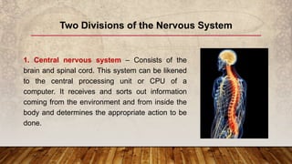 1. Central nervous system – Consists of the
brain and spinal cord. This system can be likened
to the central processing unit or CPU of a
computer. It receives and sorts out information
coming from the environment and from inside the
body and determines the appropriate action to be
done.
Two Divisions of the Nervous System
 