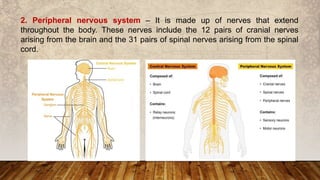 2. Peripheral nervous system – It is made up of nerves that extend
throughout the body. These nerves include the 12 pairs of cranial nerves
arising from the brain and the 31 pairs of spinal nerves arising from the spinal
cord.
 