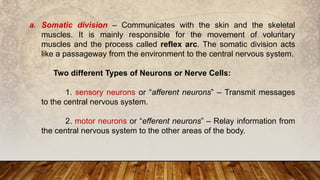 a. Somatic division – Communicates with the skin and the skeletal
muscles. It is mainly responsible for the movement of voluntary
muscles and the process called reflex arc. The somatic division acts
like a passageway from the environment to the central nervous system.
Two different Types of Neurons or Nerve Cells:
1. sensory neurons or “afferent neurons” – Transmit messages
to the central nervous system.
2. motor neurons or “efferent neurons” – Relay information from
the central nervous system to the other areas of the body.
 