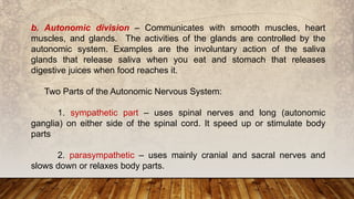 b. Autonomic division – Communicates with smooth muscles, heart
muscles, and glands. The activities of the glands are controlled by the
autonomic system. Examples are the involuntary action of the saliva
glands that release saliva when you eat and stomach that releases
digestive juices when food reaches it.
Two Parts of the Autonomic Nervous System:
1. sympathetic part – uses spinal nerves and long (autonomic
ganglia) on either side of the spinal cord. It speed up or stimulate body
parts
2. parasympathetic – uses mainly cranial and sacral nerves and
slows down or relaxes body parts.
 