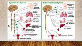 Nervous system