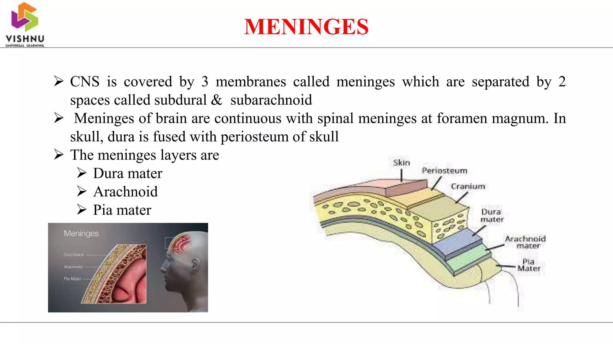 MENINGES
 CNS is covered by 3 membranes called meninges which are separated by 2
spaces called subdural & subarachnoid
 Meninges of brain are continuous with spinal meninges at foramen magnum. In
skull, dura is fused with periosteum of skull
 The meninges layers are
 Dura mater
 Arachnoid
 Pia mater
 