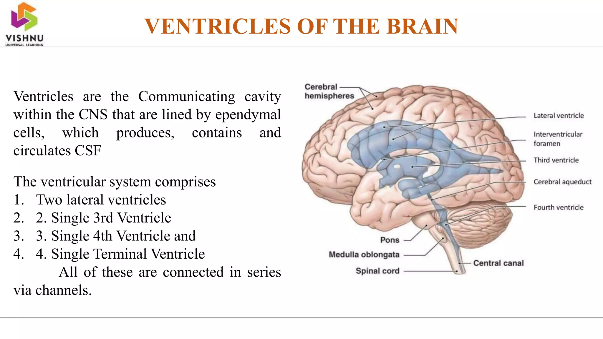 VENTRICLES OF THE BRAIN
Ventricles are the Communicating cavity
within the CNS that are lined by ependymal
cells, which produces, contains and
circulates CSF
The ventricular system comprises
1. Two lateral ventricles
2. 2. Single 3rd Ventricle
3. 3. Single 4th Ventricle and
4. 4. Single Terminal Ventricle
All of these are connected in series
via channels.
 