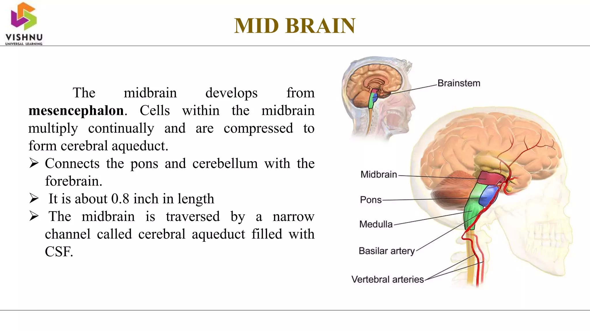 MID BRAIN
The midbrain develops from
mesencephalon. Cells within the midbrain
multiply continually and are compressed to
form cerebral aqueduct.
 Connects the pons and cerebellum with the
forebrain.
 It is about 0.8 inch in length
 The midbrain is traversed by a narrow
channel called cerebral aqueduct filled with
CSF.
 
