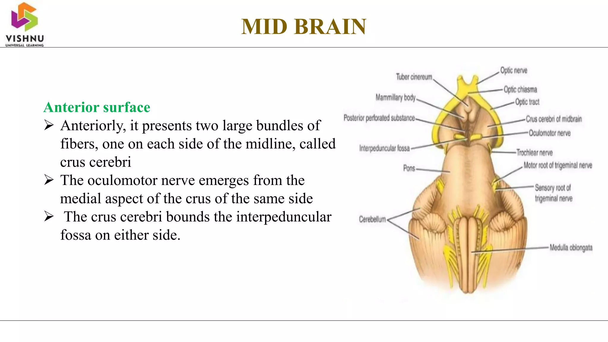 Anterior surface
 Anteriorly, it presents two large bundles of
fibers, one on each side of the midline, called
crus cerebri
 The oculomotor nerve emerges from the
medial aspect of the crus of the same side
 The crus cerebri bounds the interpeduncular
fossa on either side.
MID BRAIN
 