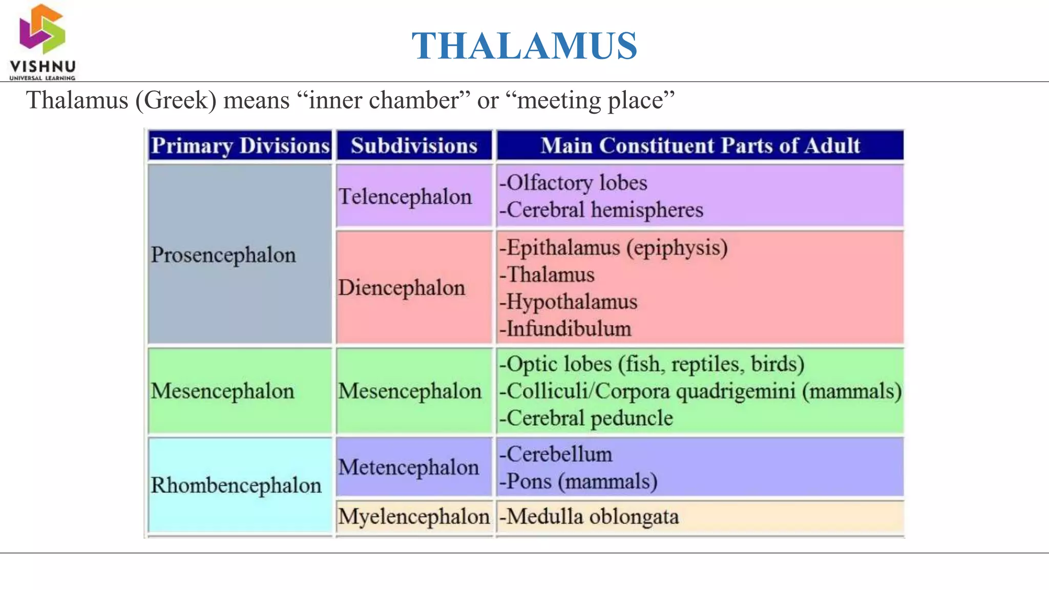THALAMUS
Thalamus (Greek) means “inner chamber” or “meeting place”
 