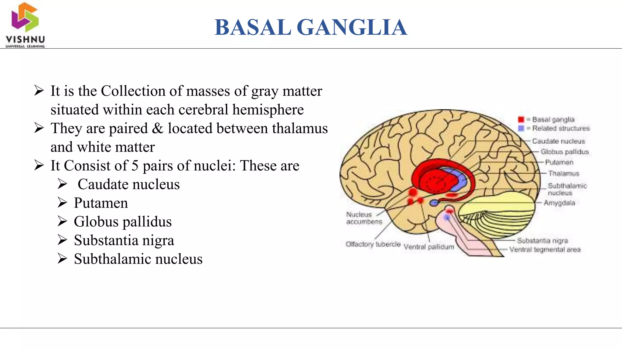 BASAL GANGLIA
 It is the Collection of masses of gray matter
situated within each cerebral hemisphere
 They are paired & located between thalamus
and white matter
 It Consist of 5 pairs of nuclei: These are
 Caudate nucleus
 Putamen
 Globus pallidus
 Substantia nigra
 Subthalamic nucleus
 