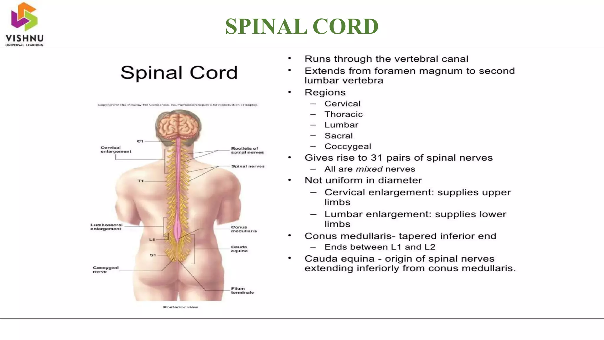 SPINAL CORD
 