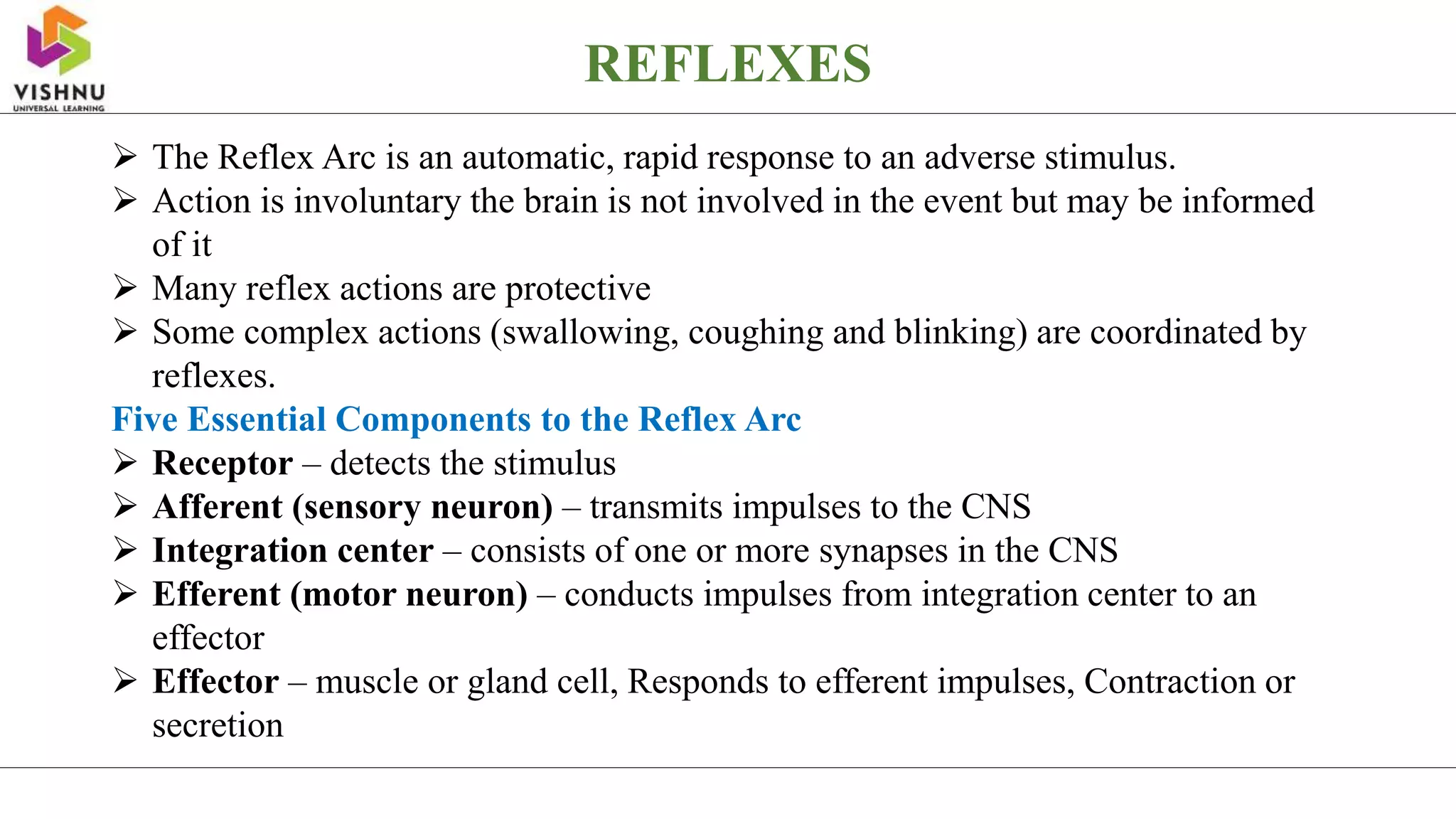 REFLEXES
 The Reflex Arc is an automatic, rapid response to an adverse stimulus.
 Action is involuntary the brain is not involved in the event but may be informed
of it
 Many reflex actions are protective
 Some complex actions (swallowing, coughing and blinking) are coordinated by
reflexes.
Five Essential Components to the Reflex Arc
 Receptor – detects the stimulus
 Afferent (sensory neuron) – transmits impulses to the CNS
 Integration center – consists of one or more synapses in the CNS
 Efferent (motor neuron) – conducts impulses from integration center to an
effector
 Effector – muscle or gland cell, Responds to efferent impulses, Contraction or
secretion
 