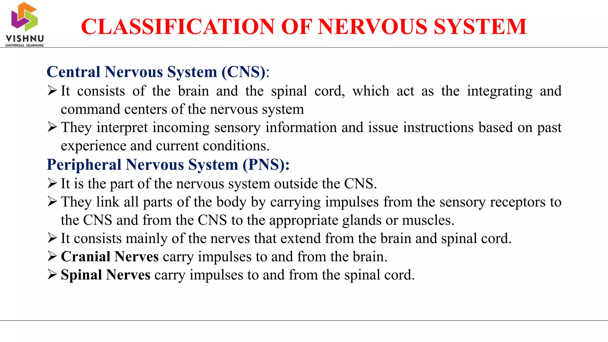 Central Nervous System (CNS):
It consists of the brain and the spinal cord, which act as the integrating and
command centers of the nervous system
They interpret incoming sensory information and issue instructions based on past
experience and current conditions.
Peripheral Nervous System (PNS):
It is the part of the nervous system outside the CNS.
They link all parts of the body by carrying impulses from the sensory receptors to
the CNS and from the CNS to the appropriate glands or muscles.
It consists mainly of the nerves that extend from the brain and spinal cord.
Cranial Nerves carry impulses to and from the brain.
Spinal Nerves carry impulses to and from the spinal cord.
CLASSIFICATION OF NERVOUS SYSTEM
 