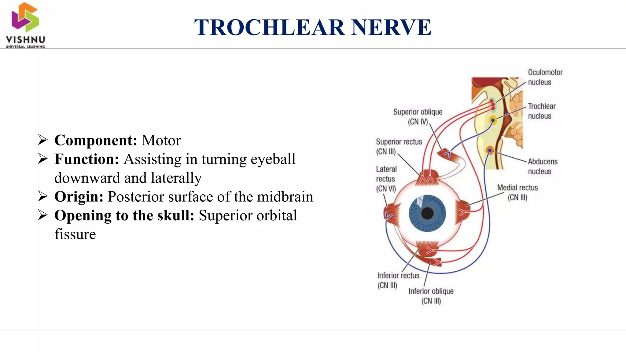 TROCHLEAR NERVE
 Component: Motor
 Function: Assisting in turning eyeball
downward and laterally
 Origin: Posterior surface of the midbrain
 Opening to the skull: Superior orbital
fissure
 