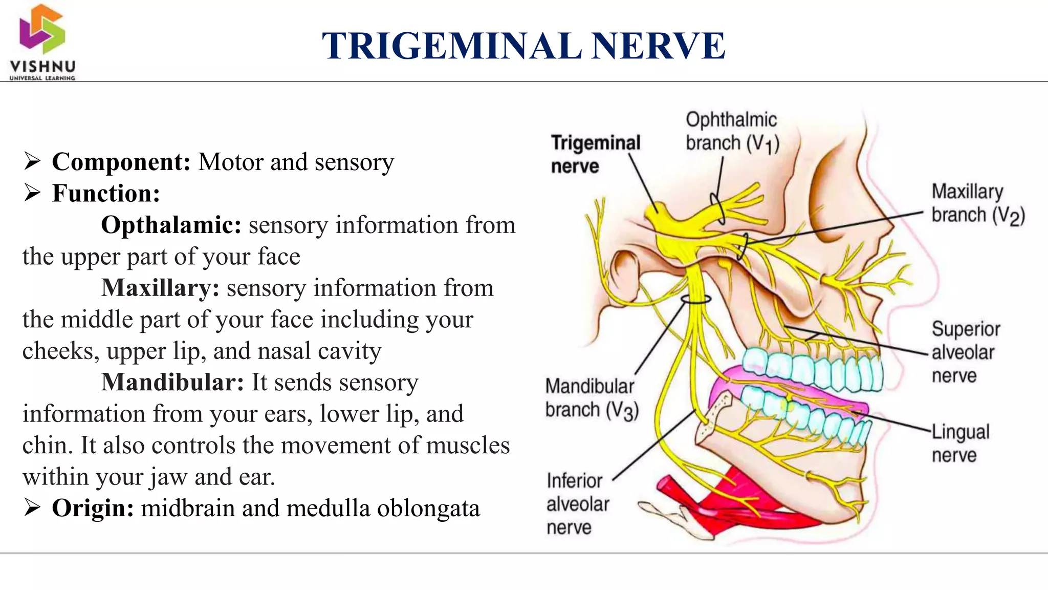TRIGEMINAL NERVE
 Component: Motor and sensory
 Function:
Opthalamic: sensory information from
the upper part of your face
Maxillary: sensory information from
the middle part of your face including your
cheeks, upper lip, and nasal cavity
Mandibular: It sends sensory
information from your ears, lower lip, and
chin. It also controls the movement of muscles
within your jaw and ear.
 Origin: midbrain and medulla oblongata
 