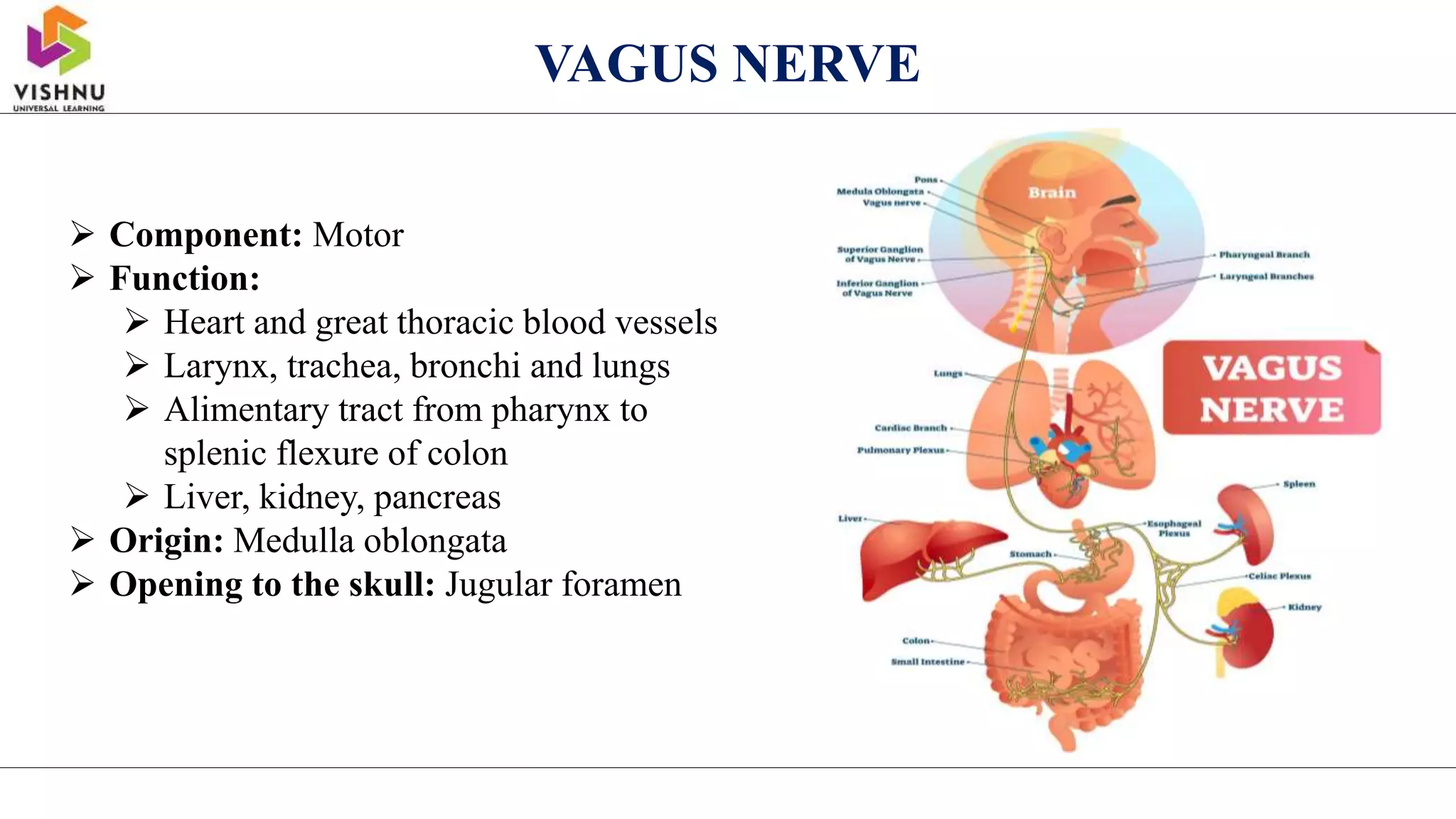  Component: Motor
 Function:
 Heart and great thoracic blood vessels
 Larynx, trachea, bronchi and lungs
 Alimentary tract from pharynx to
splenic flexure of colon
 Liver, kidney, pancreas
 Origin: Medulla oblongata
 Opening to the skull: Jugular foramen
VAGUS NERVE
 