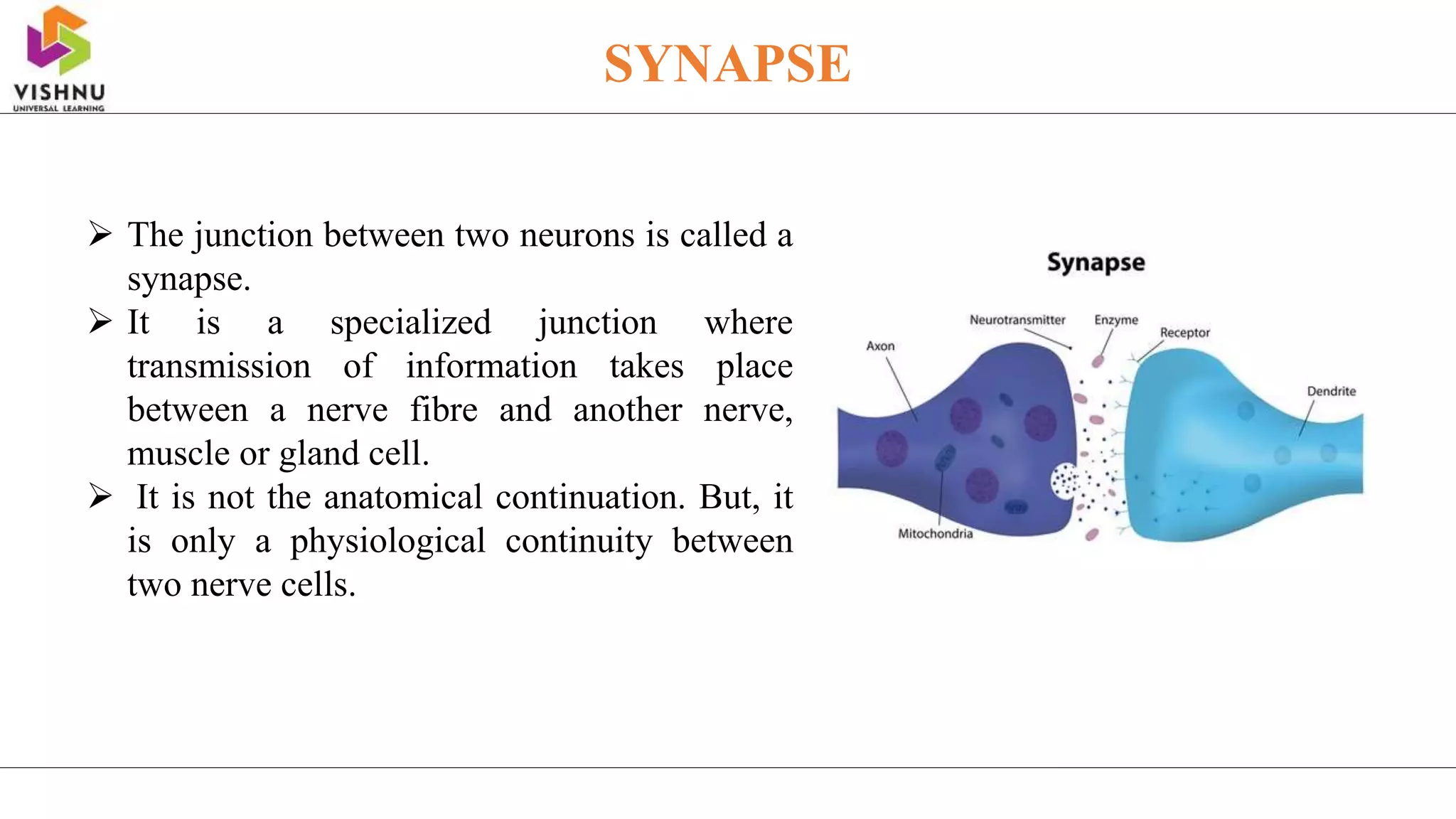 SYNAPSE
 The junction between two neurons is called a
synapse.
 It is a specialized junction where
transmission of information takes place
between a nerve fibre and another nerve,
muscle or gland cell.
 It is not the anatomical continuation. But, it
is only a physiological continuity between
two nerve cells.
 