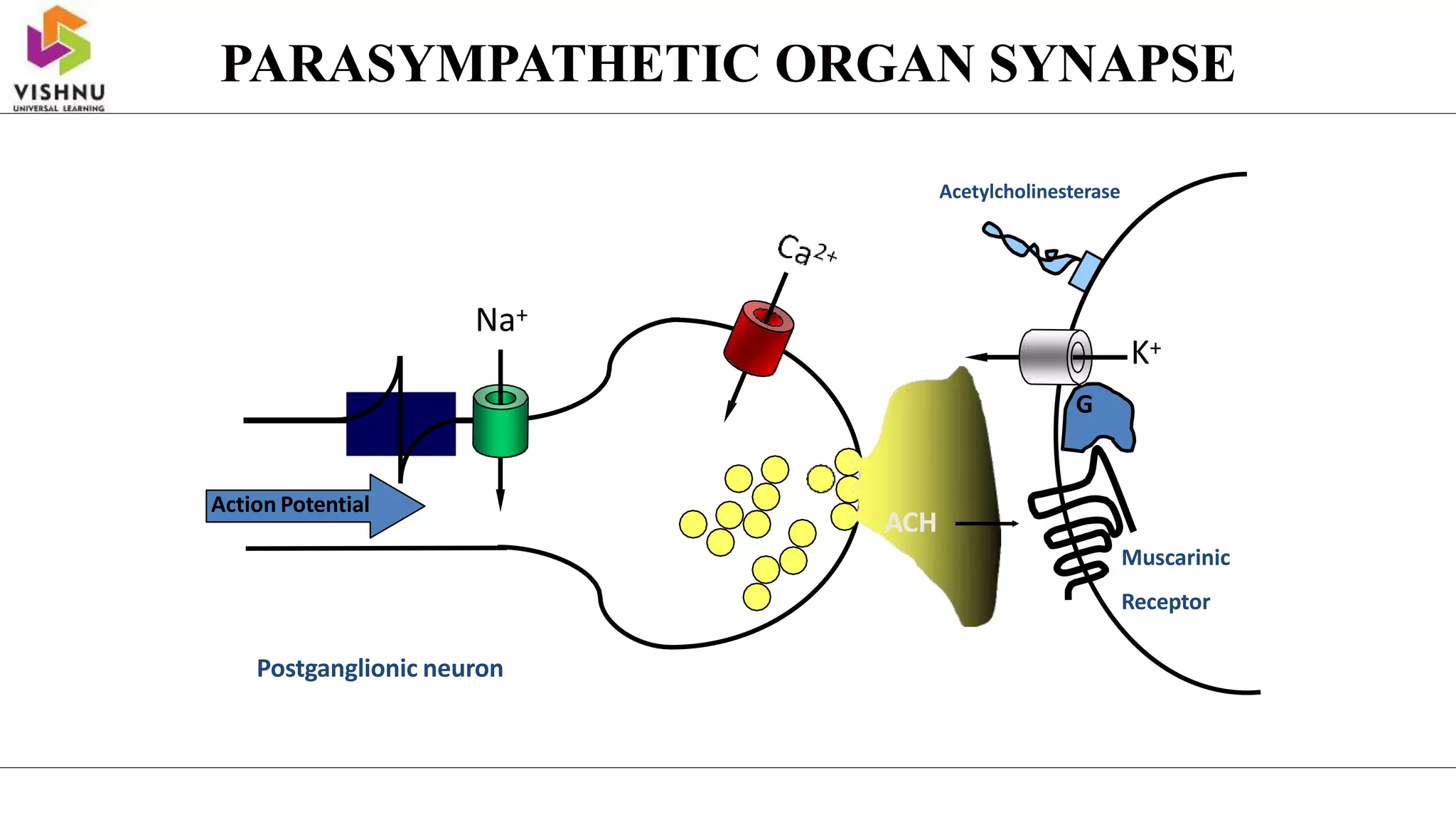 Action Potential
Na+
ACH
Acetylcholinesterase
K+
G
Postganglionic neuron
Muscarinic
Receptor
PARASYMPATHETIC ORGAN SYNAPSE
 