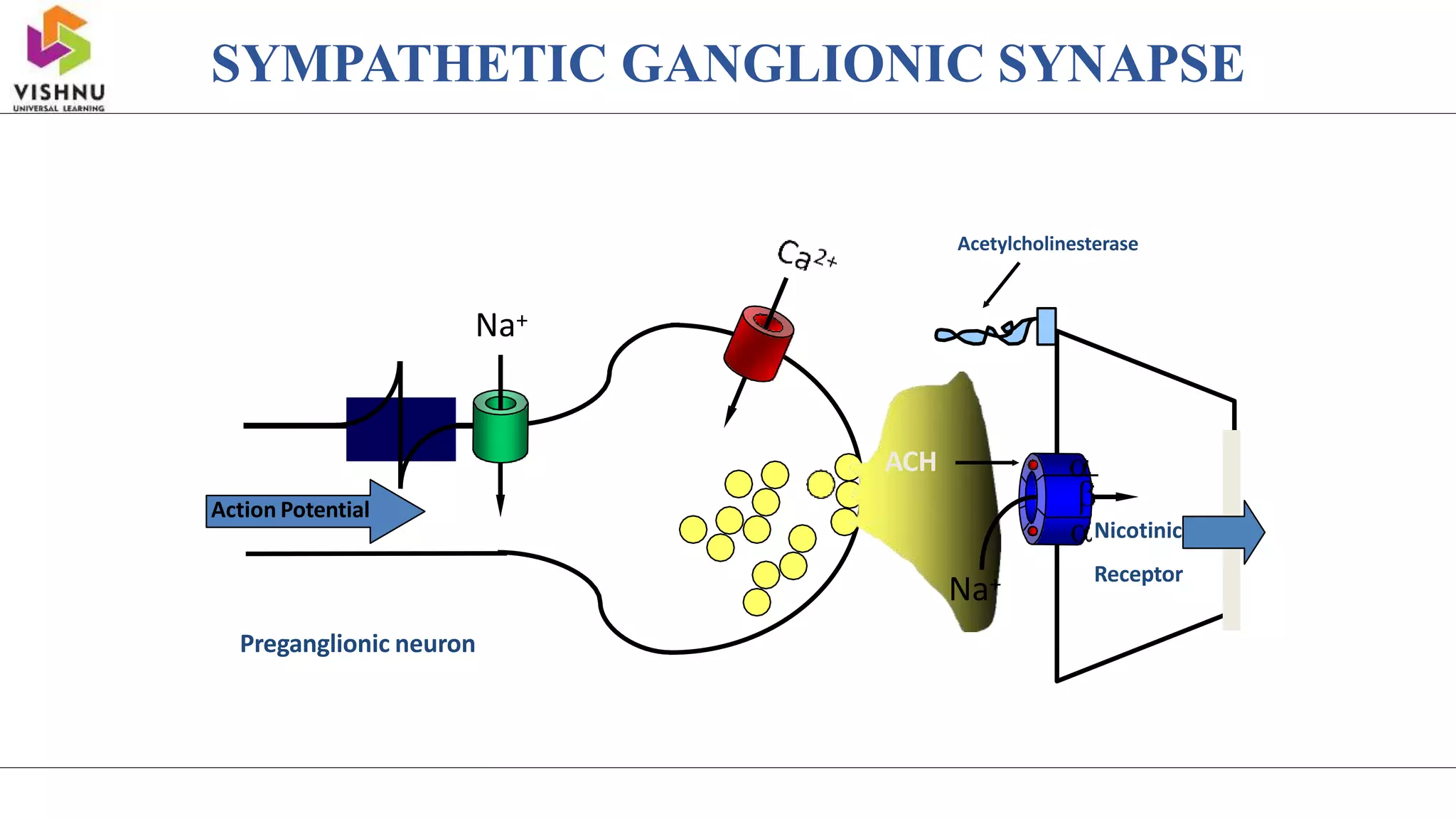 Action Potential
Na+
ACH
Acetylcholinesterase
Na+
Preganglionic neuron
Nicotinic
Receptor
SYMPATHETIC GANGLIONIC SYNAPSE
 