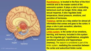 Hypothalamus: is located in the floor of the third
ventricle and is the master control of the
autonomic system. It plays a role in controlling
behaviours such as hunger, thirst, sleep, and
sexual response. It also regulates body
temperature, blood pressure, emotions, and
secretion of hormones.
Thalamus: serves as a relay station for almost all
information that comes and goes to the cortex. It
plays a role in pain sensation, attention,
alertness and memory.
Limbic system: is the center of our emotions,
learning, and memory. Included in this system
are the cingulate gyri, hypothalamus, amygdala
(emotional reactions) and hippocampus
(memory). The septum is considered a part of the
limbic system, mediating the connection between
the cortex and subcortical limbic nuclei.
 