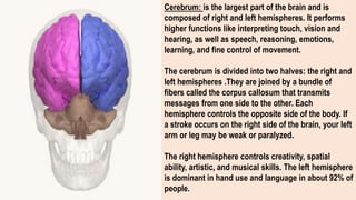 Cerebrum: is the largest part of the brain and is
composed of right and left hemispheres. It performs
higher functions like interpreting touch, vision and
hearing, as well as speech, reasoning, emotions,
learning, and fine control of movement.
The cerebrum is divided into two halves: the right and
left hemispheres .They are joined by a bundle of
fibers called the corpus callosum that transmits
messages from one side to the other. Each
hemisphere controls the opposite side of the body. If
a stroke occurs on the right side of the brain, your left
arm or leg may be weak or paralyzed.
The right hemisphere controls creativity, spatial
ability, artistic, and musical skills. The left hemisphere
is dominant in hand use and language in about 92% of
people.
 