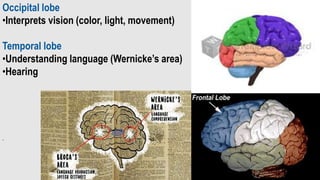 Occipital lobe
•Interprets vision (color, light, movement)
Temporal lobe
•Understanding language (Wernicke’s area)
•Hearing
.
 