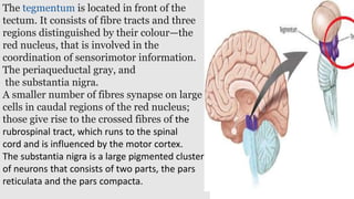 The tegmentum is located in front of the
tectum. It consists of fibre tracts and three
regions distinguished by their colour—the
red nucleus, that is involved in the
coordination of sensorimotor information.
The periaqueductal gray, and
the substantia nigra.
A smaller number of fibres synapse on large
cells in caudal regions of the red nucleus;
those give rise to the crossed fibres of the
rubrospinal tract, which runs to the spinal
cord and is influenced by the motor cortex.
The substantia nigra is a large pigmented cluster
of neurons that consists of two parts, the pars
reticulata and the pars compacta.
 