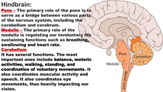 Hindbrain:
Pons – The primary role of the pons is to
serve as a bridge between various parts
of the nervous system, including the
cerebellum and cerebrum.
Medulla – The primary role of the
medulla is regulating our involuntary life
sustaining functions such as breathing,
swallowing and heart rate.
Cerebellum
It has several functions. The most
important ones include balance, motoric
activities, walking, standing, and
coordination of voluntary movements. It
also coordinates muscular activity and
speech. It also coordinates eye
movements, thus heavily impacting our
vision.
 