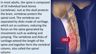 In most adults, the spine is composed
of 33 individual back bones
(vertebrae). Just as the skull protects
the brain, vertebrae protect the
spinal cord. The vertebrae are
separated by disks made of cartilage,
which act as cushions, reducing the
forces on the spine generated by
movements such as walking and
jumping. The vertebrae and disks of
cartilage extend the length of the
spine and together form the vertebral
column, also called the spinal
column.
 
