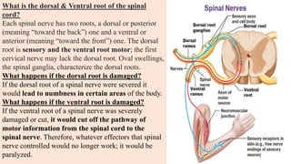 What is the dorsal & Ventral root of the spinal
cord?
Each spinal nerve has two roots, a dorsal or posterior
(meaning “toward the back”) one and a ventral or
anterior (meaning “toward the front”) one. The dorsal
root is sensory and the ventral root motor; the first
cervical nerve may lack the dorsal root. Oval swellings,
the spinal ganglia, characterize the dorsal roots.
What happens if the dorsal root is damaged?
If the dorsal root of a spinal nerve were severed it
would lead to numbness in certain areas of the body.
What happens if the ventral root is damaged?
If the ventral root of a spinal nerve was severely
damaged or cut, it would cut off the pathway of
motor information from the spinal cord to the
spinal nerve. Therefore, whatever effectors that spinal
nerve controlled would no longer work; it would be
paralyzed.
 