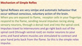Mechanism of Simple Reflex
Spinal Reflexes are very simlpe and automatic behaviour that
occur without conscious, voluntary action of the brain.
When you are exposed to flame, receptor cells in your fingertips
respond to the flame, sending neural impulses racing along
sensory neurons, through a dorsal root and into the spinal cord.
Impulses travel to interneurons and go right back out of the
spinal cord (through ventral root) on motor neurons to your
arms and hand where muscles are stimulated to contract and
your hand jerks back from the flame. So this is the simple relex
impulse.
 