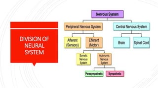 DIVISIONOF
NEURAL
SYSTEM
 