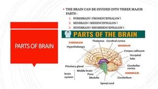 PARTSOFBRAIN
 THE BRAIN CAN BE DIVIDED INTO THREE MAJOR
PARTS :
1. FOREBRAIN ( PROSENCEPHALON )
2. MIDBRAIN ( MESENCEPHALON )
3. HINDBRAIN ( RHOMBENCEPHALON ) .
 