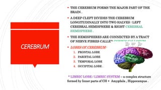 CEREBRUM
 THE CEREBRUM FORMS THE MAJOR PART OF THE
BRAIN .
 A DEEP CLEFT DIVIDES THE CEREBRUM
LONGITUDINALLY INTO TWO HALVES : LEFT
CEREBRAL HEMISPHERE & RIGHT CEREBRAL
HEMISPHERE .
 THE HEMISPHERES ARE CONNECTED BY A TRACT
OF NERVE FIBRES CALLED CORPUS CALLOSUM .
 LOBES OF CEREBRUM :
1. FRONTAL LOBE
2. PARIETAL LOBE
3. TEMPORAL LOBE
4. OCCIPITAL LOBE .
* LIMBIC LOBE / LIMBIC SYSTEM – a complex structure
formed by Inner parts of CH + Amygdala , Hippocampus .
 