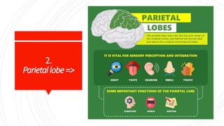 2.
Parietallobe=>
 