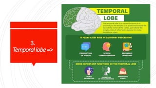 3.
Temporallobe=>
 