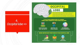 4.
Occipitallobe=>
 