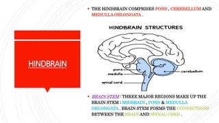 HINDBRAIN
 THE HINDBRAIN COMPRISES PONS , CEREBELLUM AND
MEDULLA OBLONGATA .
 BRAIN STEM : THREE MAJOR REGIONS MAKE UP THE
BRAIN STEM ; MIDBRAIN , PONS & MEDULLA
OBLONGATA . BRAIN STEM FORMS THE CONNECTIONS
BETWEEN THE BRAIN AND SPINAL CORD .
 