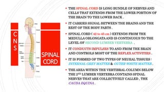 SPINAL
CORD
 THE SPINAL CORD IS LONG BUNDLE OF NERVES AND
CELLS THAT EXTENDS FROM THE LOWER PORTION OF
THE BRAIN TO THE LOWER BACK .
 IT CARRIES SIGNAL BETWEEN THE BRAINS AND THE
REST OF THE BODY PARTS .
 SPINAL CORD ( 42 to 45 cm ) EXTENDS FROM THE
MEDULLA OBLONGATA AND IS CONTINUOUS TO THE
LEVEL OF SECOND LUMBER VERTEBRA .
 IT CONDUCTS IMPULSES TO AND FROM THE BRAIN
AND CONTROLS MOST OF THE REFLEX ACTIVITIES .
 IT IS FORMED OF TWO TYPES OF NEUEAL TISSUES :
INTERNAL GREY MATTER & OUTER WHITE MATTER .
 THE AREA WITHIN THE VERTIBRAL COLUMN BELOW
THE 2ND LUMBER VERTEBRA CONTAINS SPINAL
NERVES THAT ARE COLLECTIVELY CALLED , THE
CAUDA EQUINA .
C
N
S
 