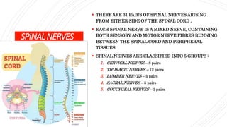SPINALNERVES
 THERE ARE 31 PAIRS OF SPINAL NERVES ARISING
FROM EITHER SIDE OF THE SPINAL CORD .
 EACH SPINAL NERVE IS A MIXED NERVE, CONTAINING
BOTH SENSORY AND MOTOR NERVE FIBRES RUNNING
BETWEEN THE SPINAL CORD AND PERIPHERAL
TISSUES.
 SPINAL NERVES ARE CLASSIFIED INTO 5 GROUPS :
1. CERVICAL NERVES – 8 pairs
2. THORACIC NERVES – 12 pairs
3. LUMBER NERVES – 5 pairs
4. SACRAL NERVES – 5 pairs
5. COCCYGEAL NERVES – 1 pairs
 