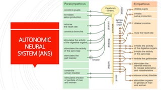 AUTONOMIC
NEURAL
SYSTEM(ANS)
 