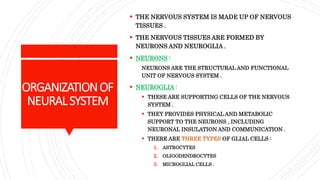 ORGANIZATIONOF
NEURALSYSTEM
 THE NERVOUS SYSTEM IS MADE UP OF NERVOUS
TISSUES .
 THE NERVOUS TISSUES ARE FORMED BY
NEURONS AND NEUROGLIA .
 NEURONS :
NEURONS ARE THE STRUCTURAL AND FUNCTIONAL
UNIT OF NERVOUS SYSTEM .
 NEUROGLIA :
 THESE ARE SUPPORTING CELLS OF THE NERVOUS
SYSTEM .
 THEY PROVIDES PHYSICAL AND METABOLIC
SUPPORT TO THE NEURONS , INCLUDING
NEURONAL INSULATION AND COMMUNICATION .
 THERE ARE THREE TYPES OF GLIAL CELLS :
1. ASTROCYTES
2. OLIGODENDROCYTES
3. MICROGLIAL CELLS .
 