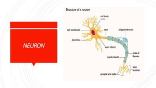 NEURON
 