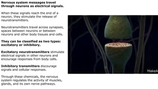 Inhibitory Message NERVOUS SYSSS | PPTX