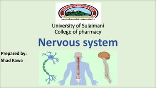 University of Sulaimani
College of pharmacy
Nervous system
Prepared by:
Shad Kawa
 