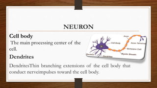 NEURON
Dendrites
DendritesThin branching extensions of the cell body that
conduct nerveimpulses toward the cell body.
Cell body
The main processing center of the
cell.
 